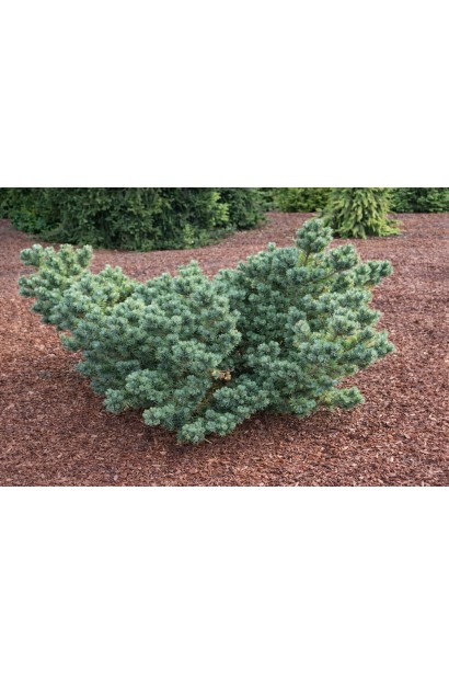 Сосна Кін-По